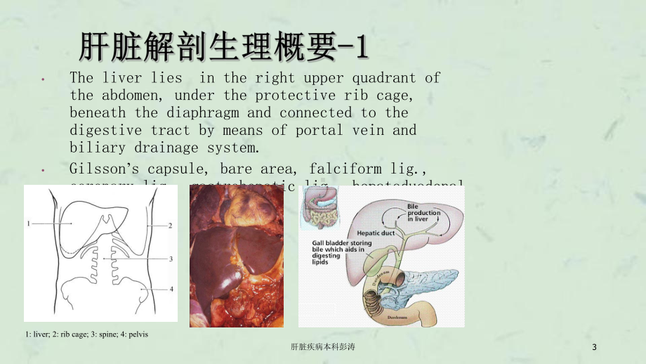 肝脏疾病本科课件.ppt_第3页