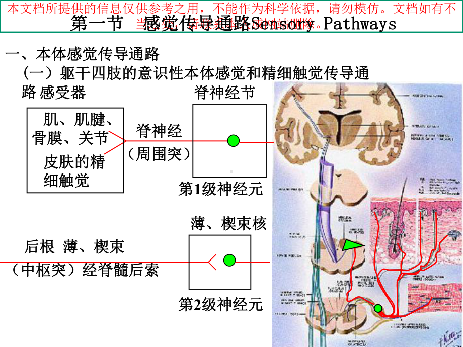 神经系统的传导通路培训课件.ppt_第2页