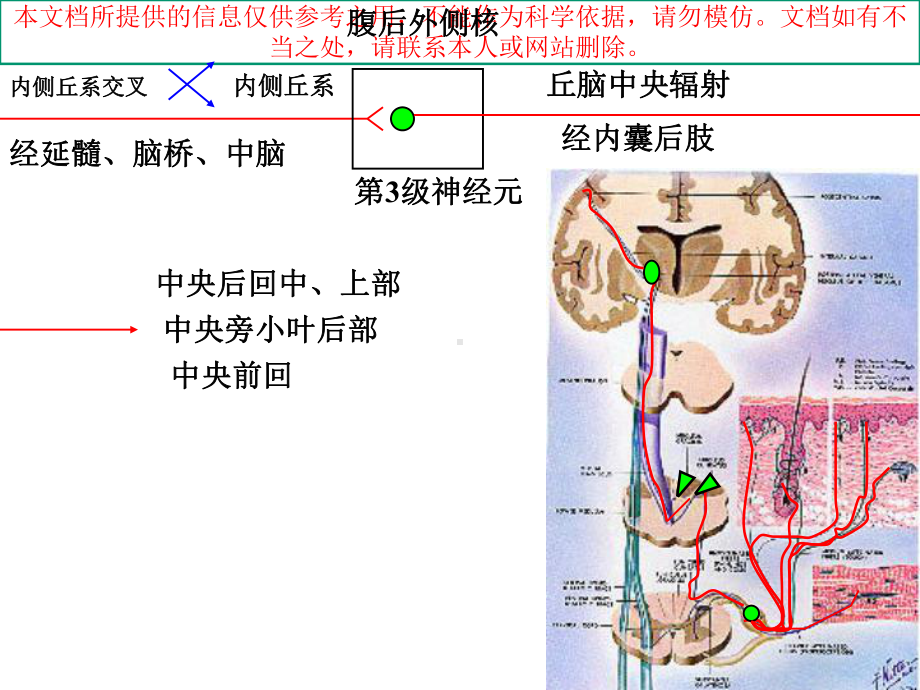 神经系统的传导通路培训课件.ppt_第3页