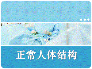 第二军医《正常人体结构》课件-第六章-泌尿系统.ppt