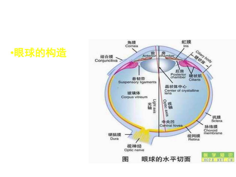 眼科常见病的诊断和治疗课件2.ppt_第3页