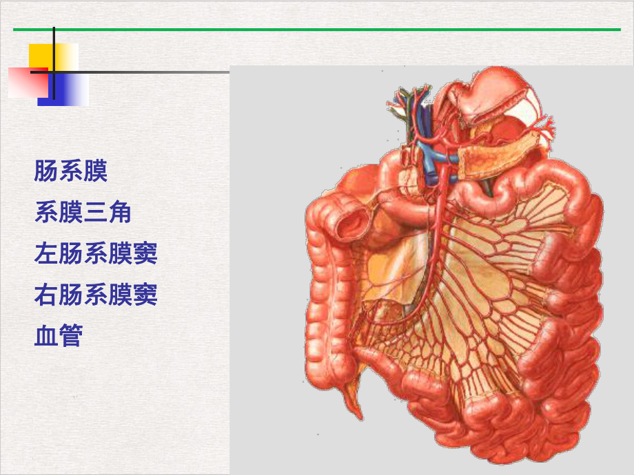 结肠下区腹后隙课件.pptx_第2页