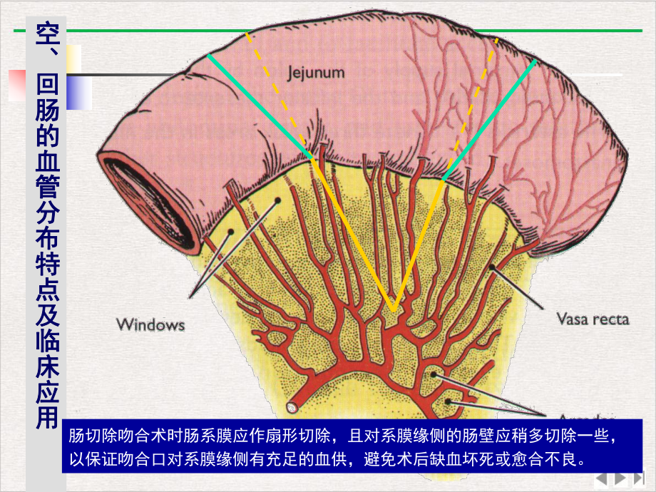 结肠下区腹后隙课件.pptx_第3页