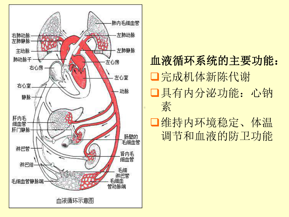 第十章药物对心血管系统的毒性作用课件.pptx_第3页