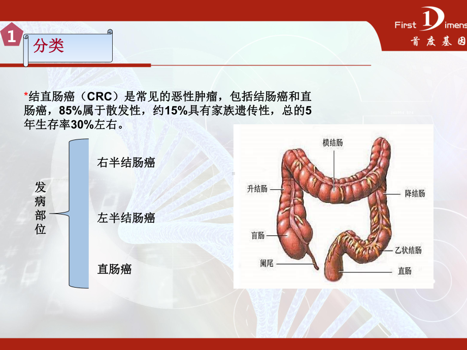 结直肠癌的靶向治疗和易感风险筛查教学课件.pptx_第3页