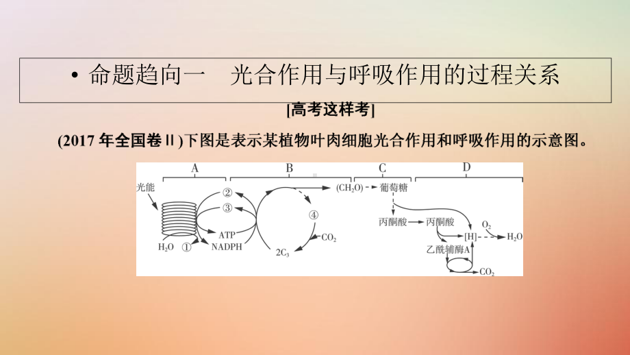 19高考生物一轮复习专项强化课3光合作用与呼吸作用的关系课件.ppt_第3页