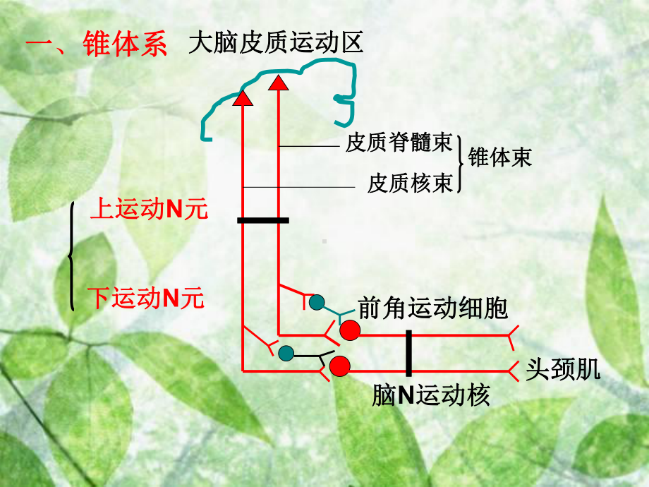 神经系统运动功能检查完整课件-2.ppt_第3页