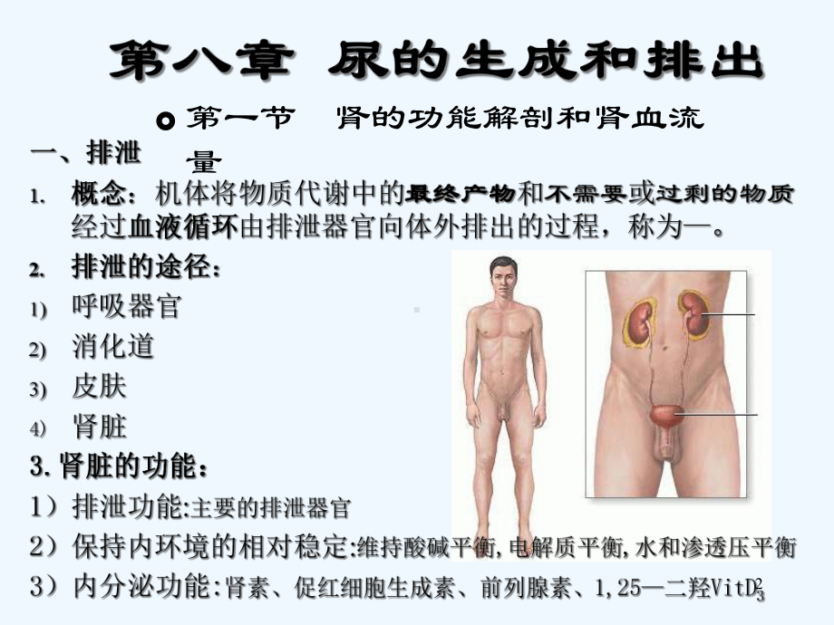 第一二节肾解剖和肾小球滤过课件.ppt_第2页