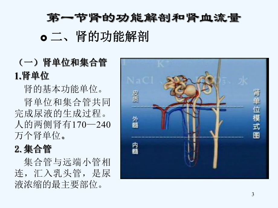 第一二节肾解剖和肾小球滤过课件.ppt_第3页