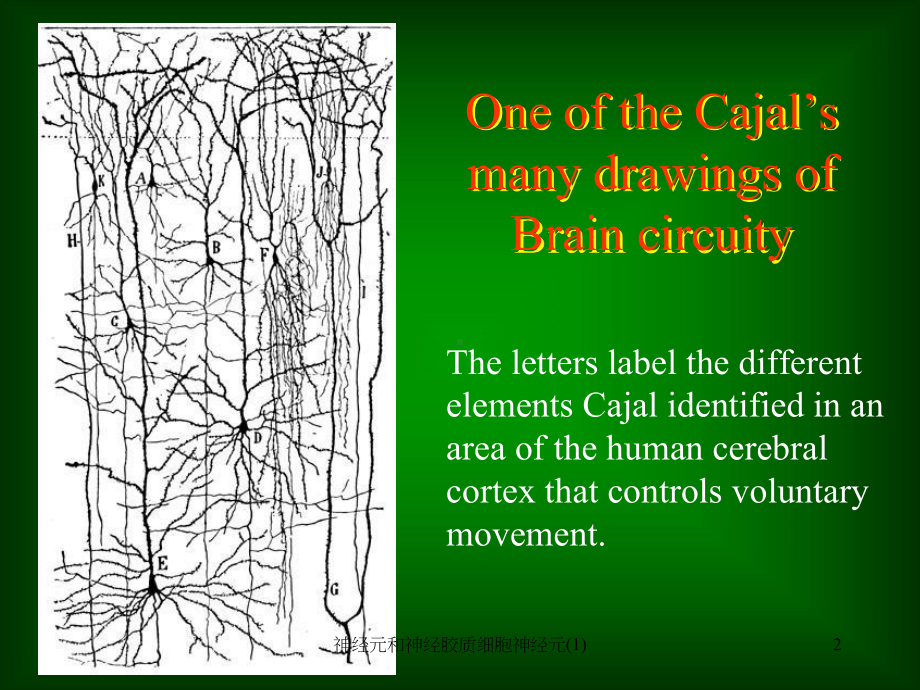 神经元和神经胶质细胞神经元-课件.ppt_第2页