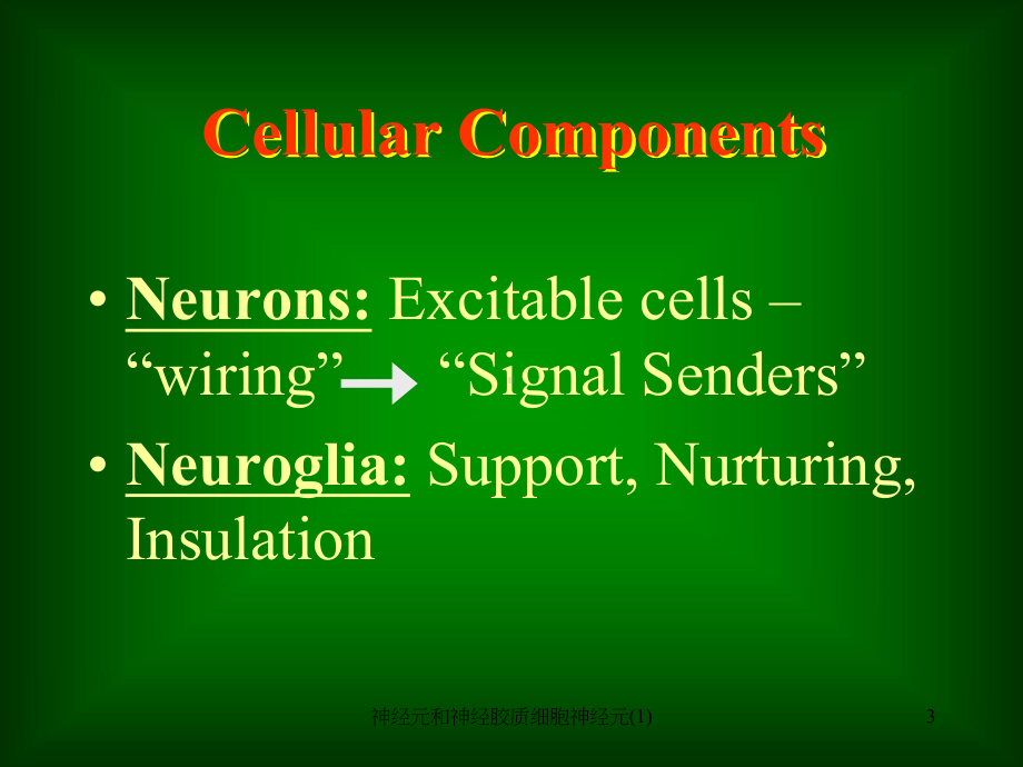 神经元和神经胶质细胞神经元-课件.ppt_第3页