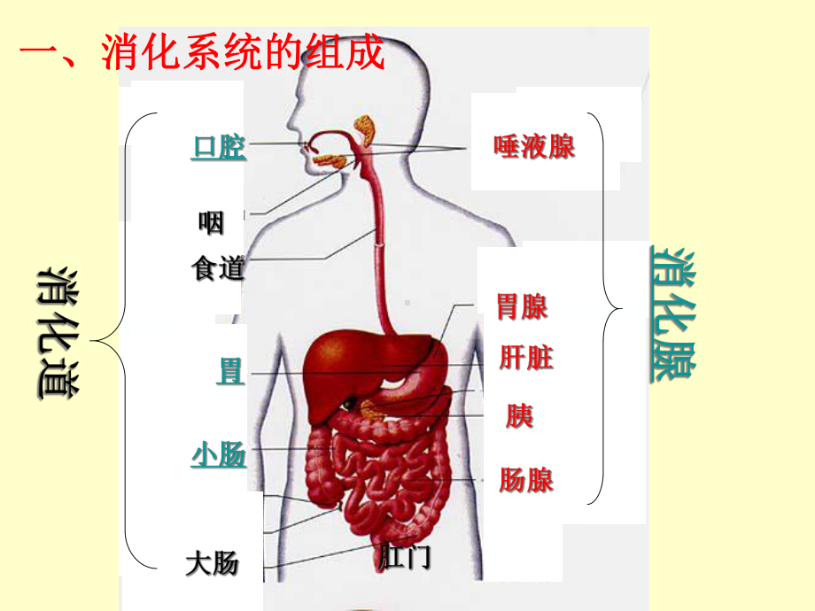 科学《食物的消化与吸收》优质课教学2课件.ppt_第2页