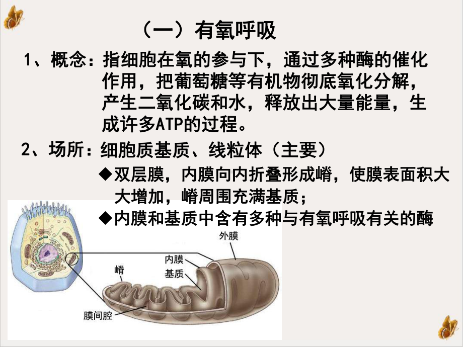 细胞呼吸高中生物课件.ppt_第3页