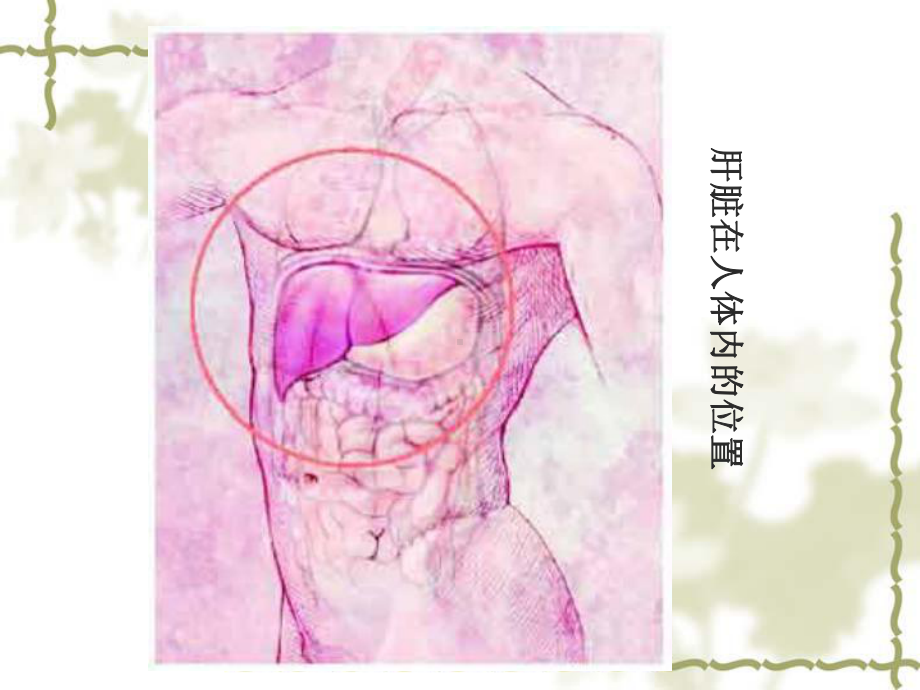 肝胆胰疾病的营养治疗课件.ppt_第3页