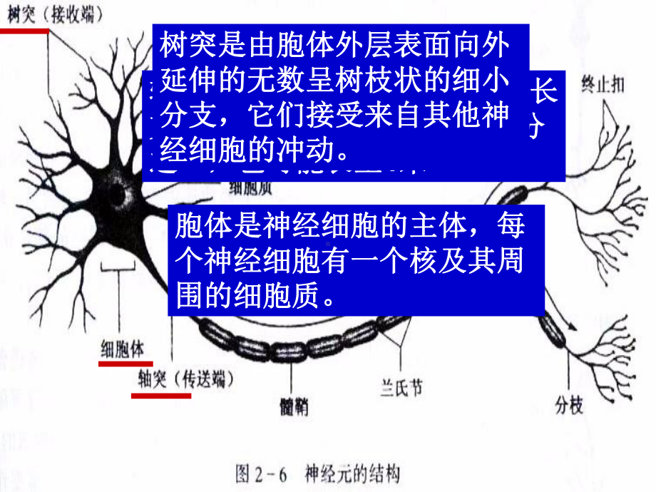 《生理基础》课件.ppt_第3页