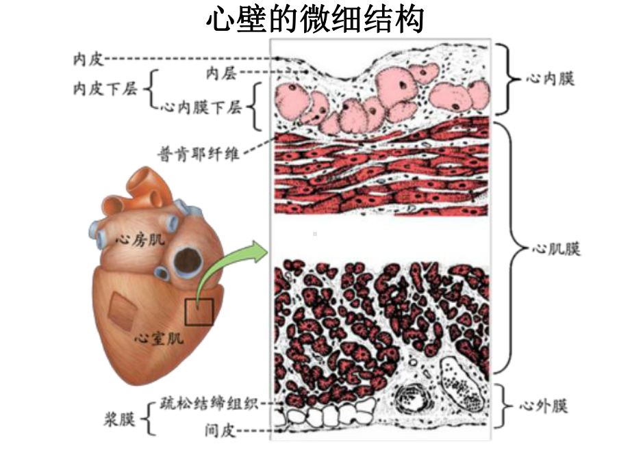 第五节-心血管的微细结构解析课件.ppt_第2页