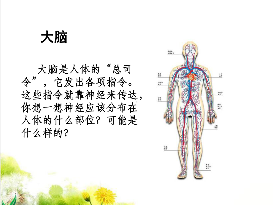 神经中枢脑脊髓脑神经优选课件.pptx_第3页