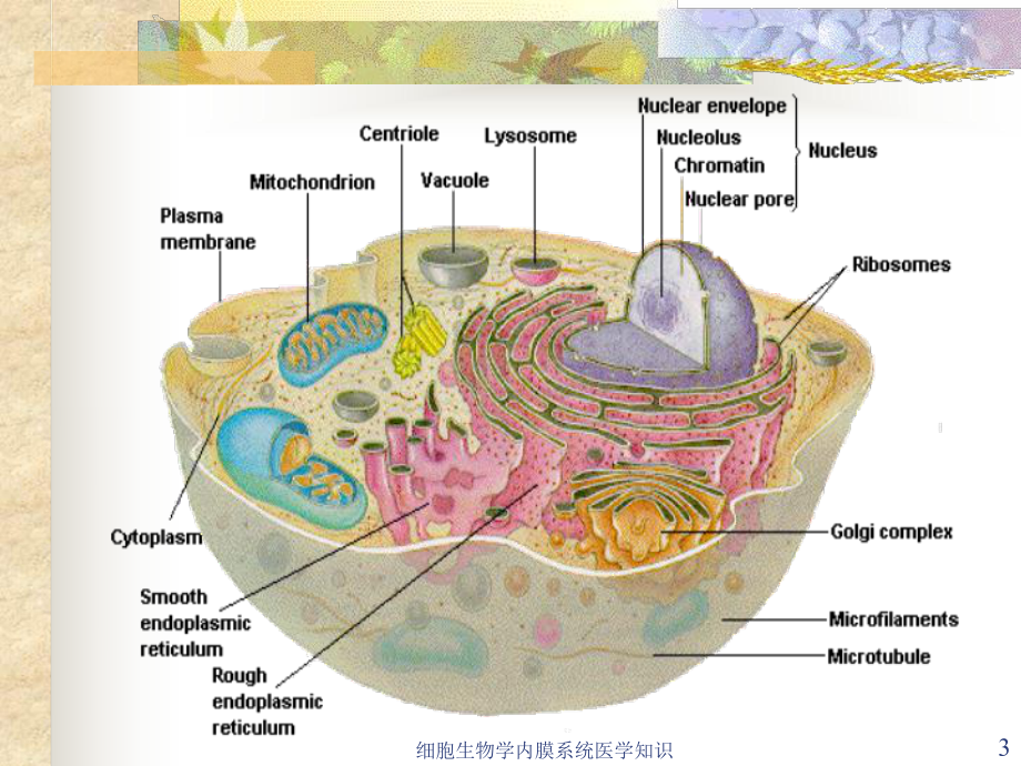 细胞生物学内膜系统医学知识培训课件.ppt_第3页