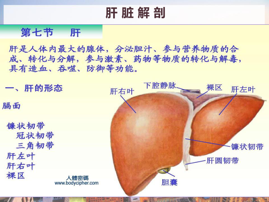 肝破裂护理查房-课件.pptx_第3页