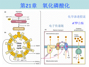 (高级生物化学)第21章-氧化磷酸化(XXXX课件.ppt