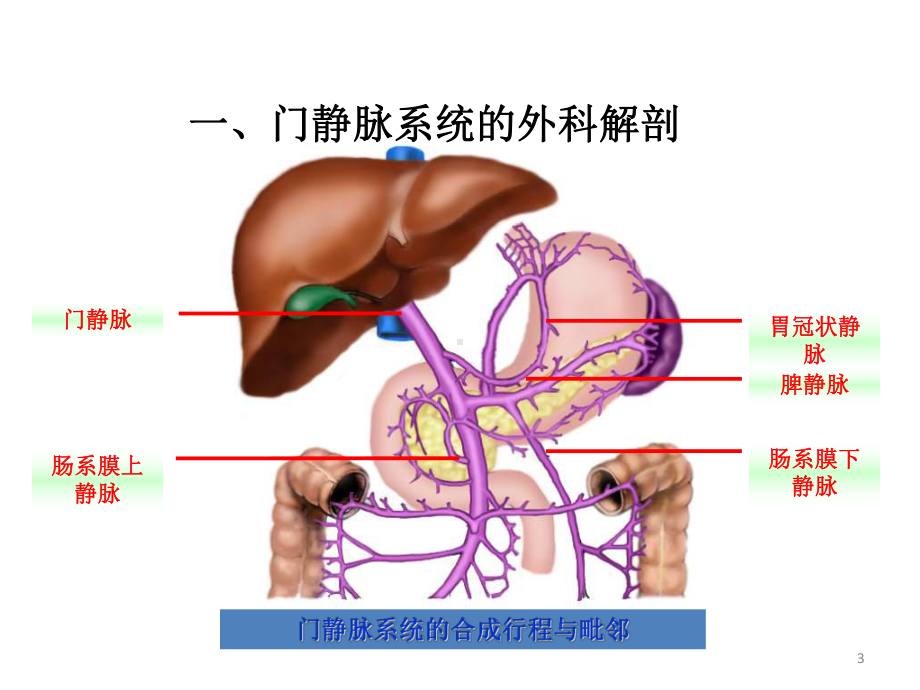 四十二章门静脉高压症课件.ppt_第3页