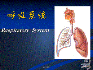 组织学与胚胎学-呼吸系统-课件.ppt