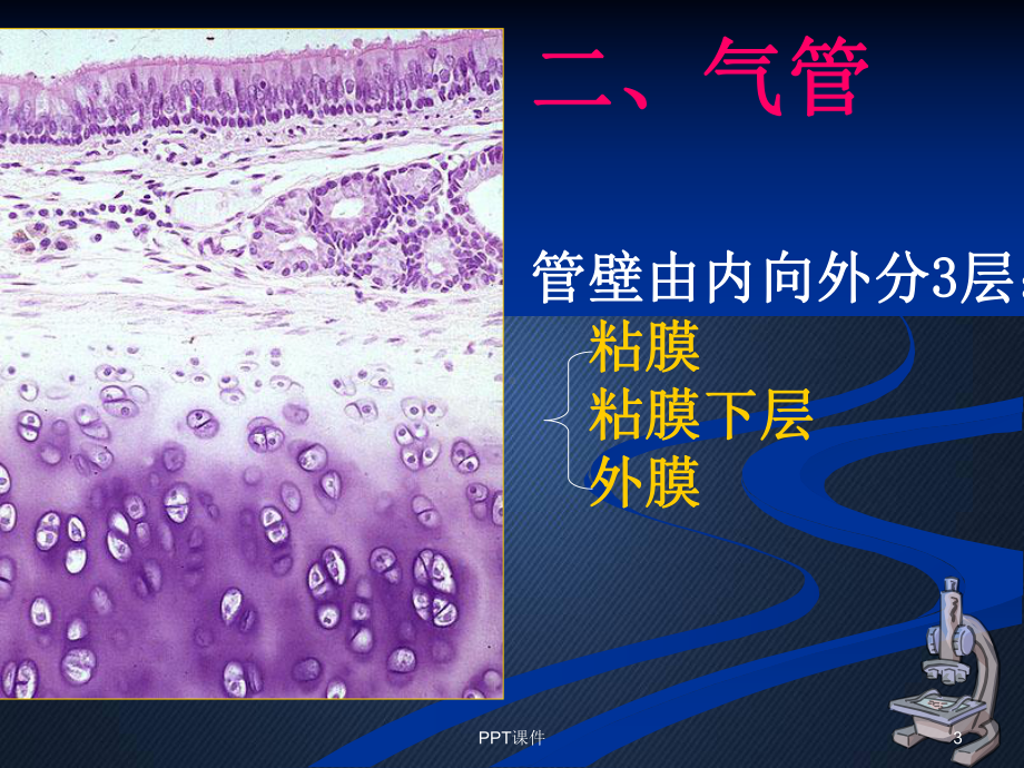 组织学与胚胎学-呼吸系统-课件.ppt_第3页