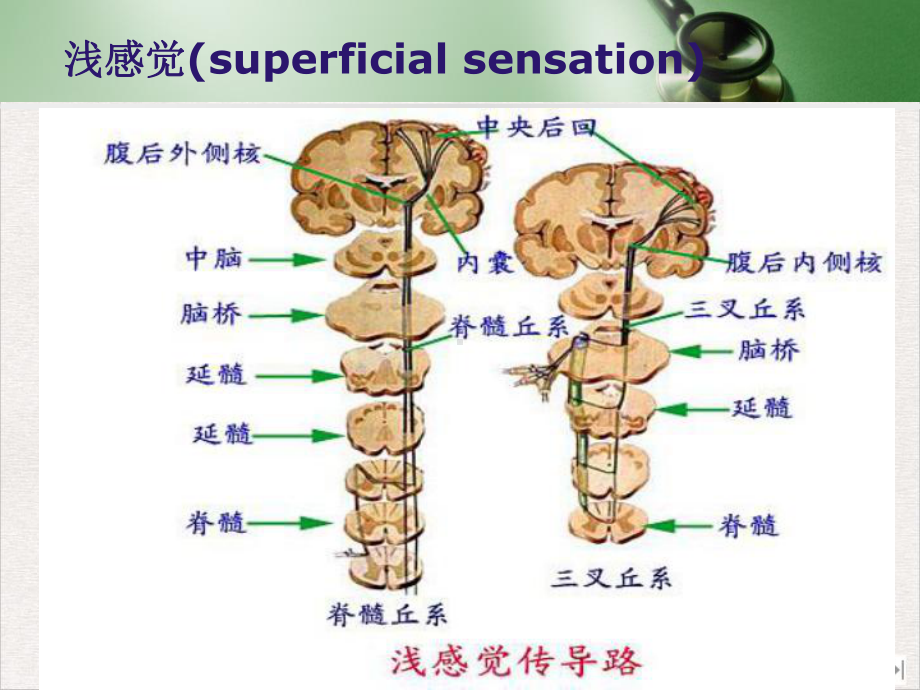 神经系统体格检查—感觉运动部分课件.pptx_第3页