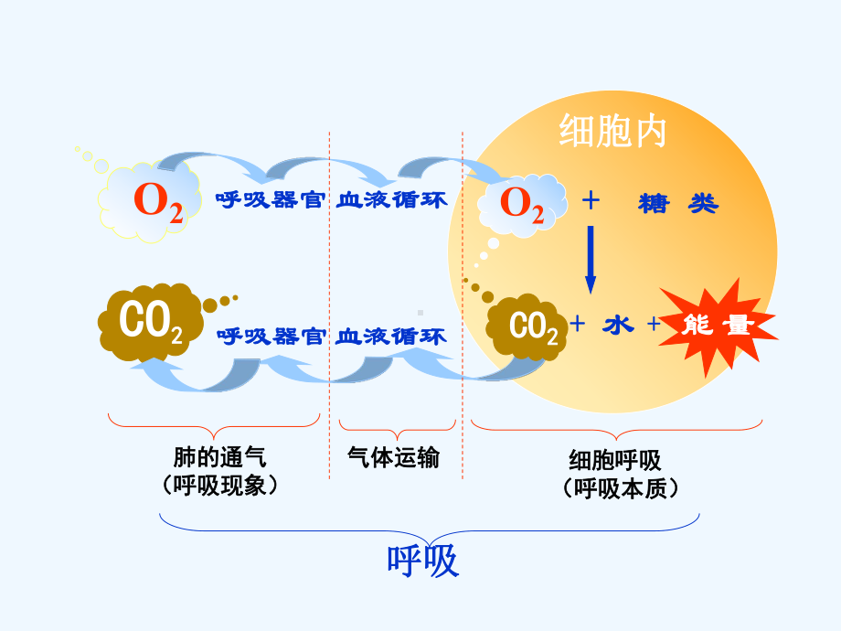 第1课时-细胞呼吸的探究实验过程及应用课件.ppt_第3页