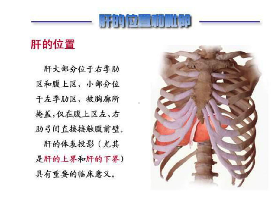 肝硬化医学知识专题讲解培训课件.ppt_第3页