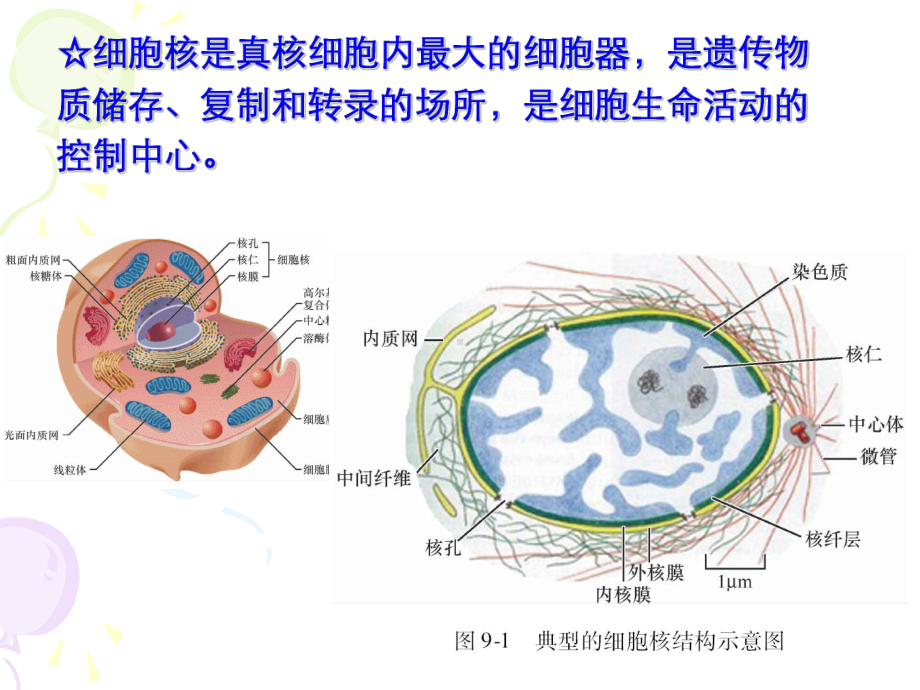 细胞核医学知识讲座课件.ppt_第2页