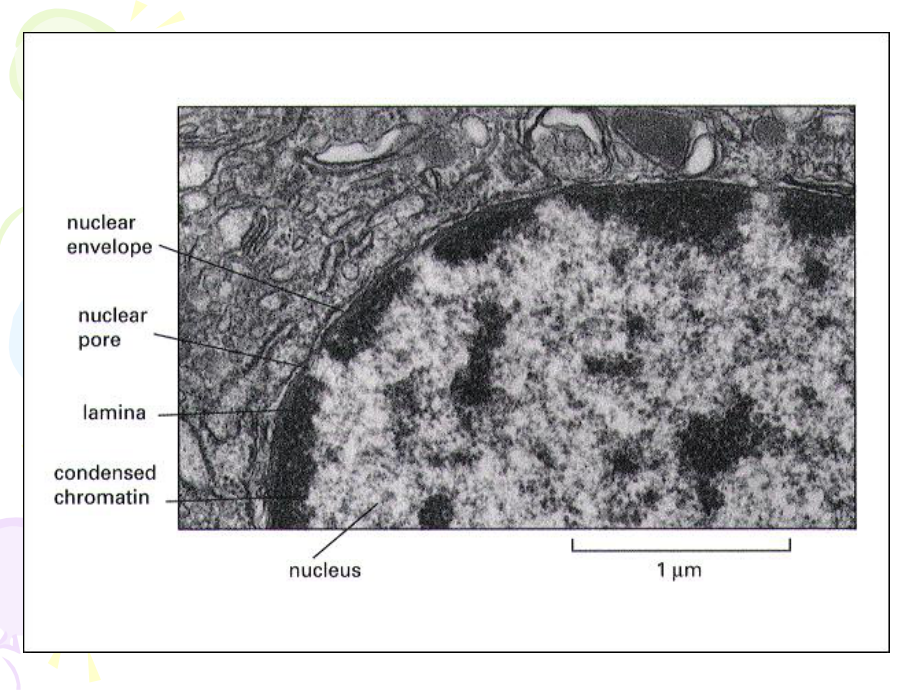 细胞核医学知识讲座课件.ppt_第3页