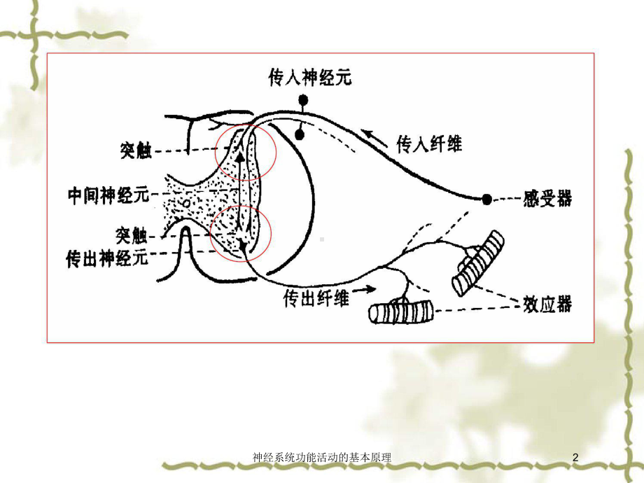 神经系统功能活动的基本原理培训课件.ppt_第2页