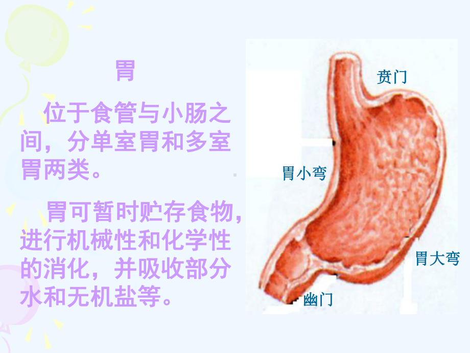 第十次课呼吸系统(动物解剖与组织学)课件.ppt_第3页