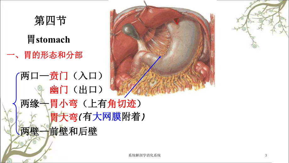 系统解剖学消化系统课件.ppt_第3页