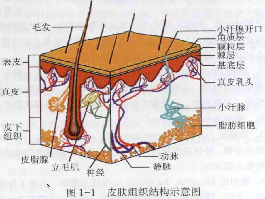 皮肤的解剖和组织结构医学课件.ppt_第3页