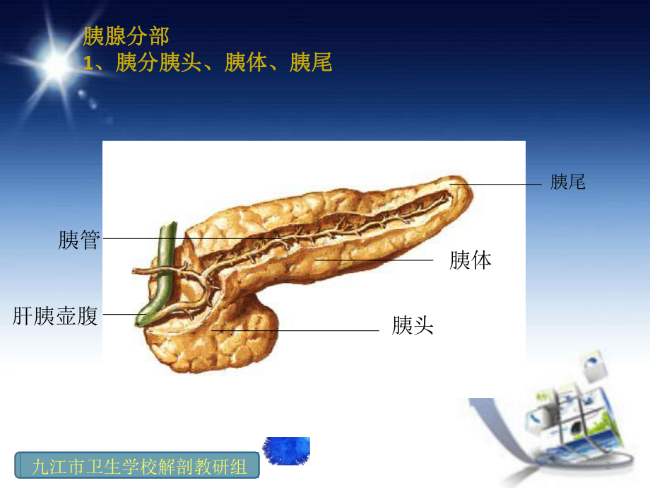 四章消化系统胰腺与腹膜课件.ppt_第2页