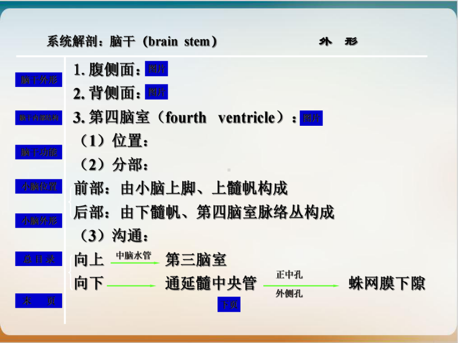 神经系统脑干与小脑培训讲义课件.ppt_第3页