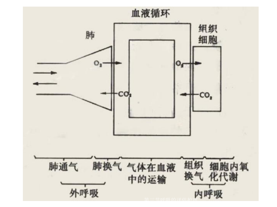 三节呼吸的评估护理课件.ppt_第3页