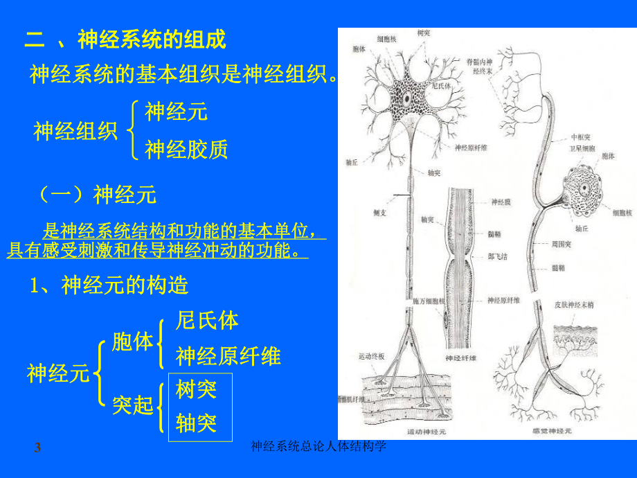 神经系统总论人体结构学课件.ppt_第3页