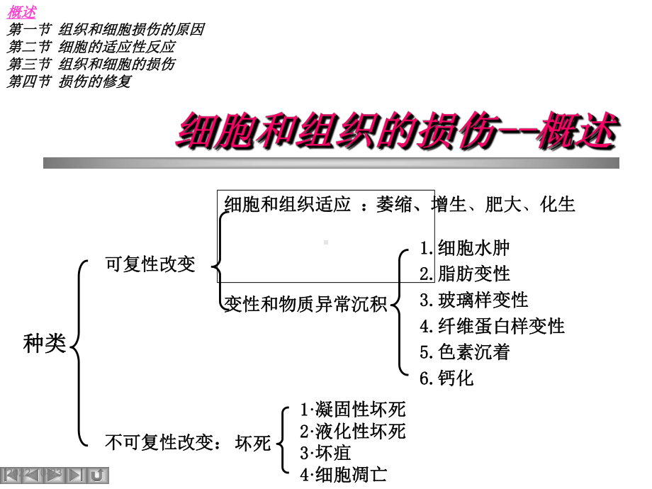 细胞和组织的损伤与修复教学课件.ppt_第2页