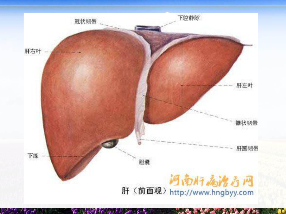 肝脏生物化学汇总课件.pptx_第2页