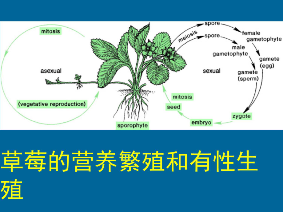 第五章-植物的繁殖-《植物生物学》课件.ppt_第3页