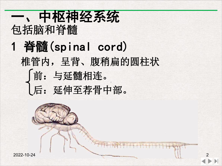 神经系统解剖和生理精选课件.pptx_第2页