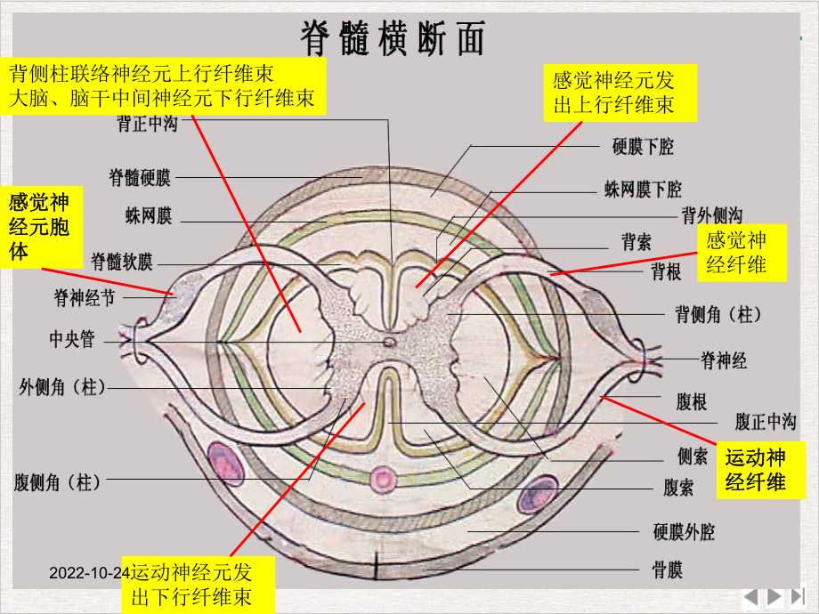 神经系统解剖和生理精选课件.pptx_第3页