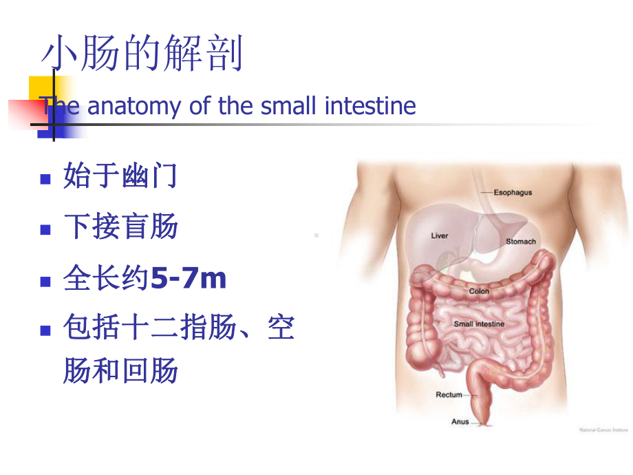 粘连性肠梗阻保守治疗的护理课件.ppt_第3页