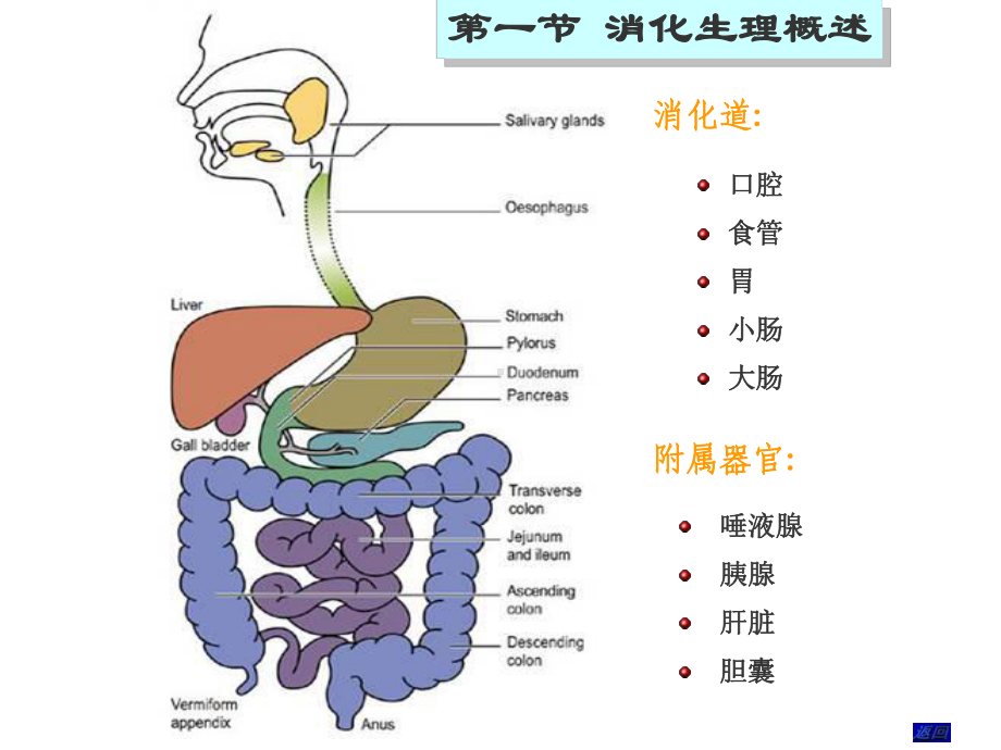 （生理学）消化与吸收课件.ppt_第3页