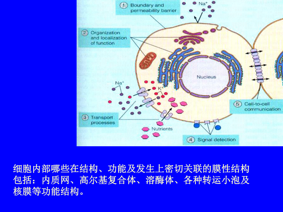 5章细胞的内膜系统一课件.ppt_第2页