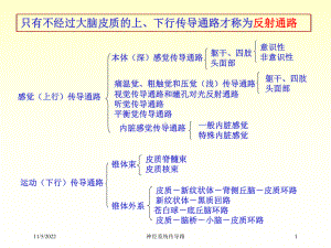 神经系统传导路培训课件.ppt