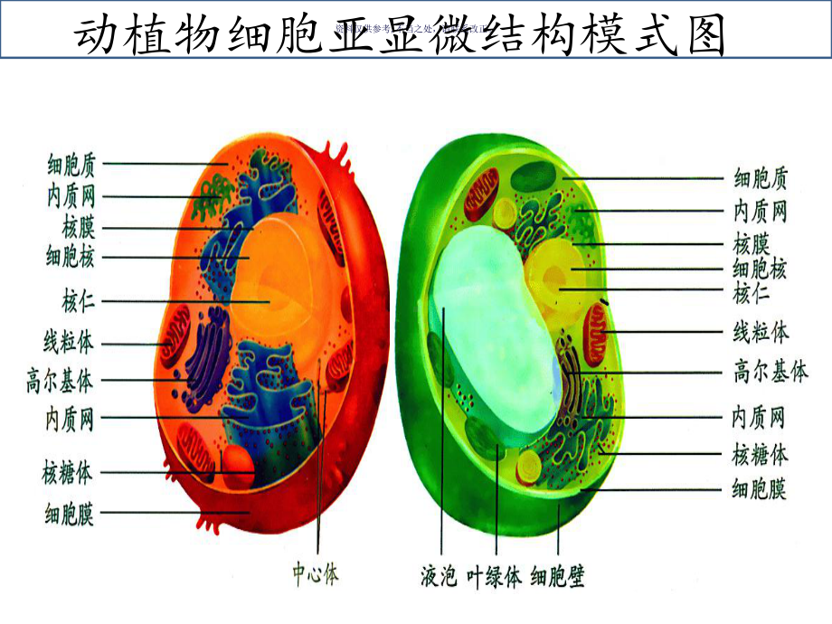 细胞质主题医学知识课件.ppt_第2页